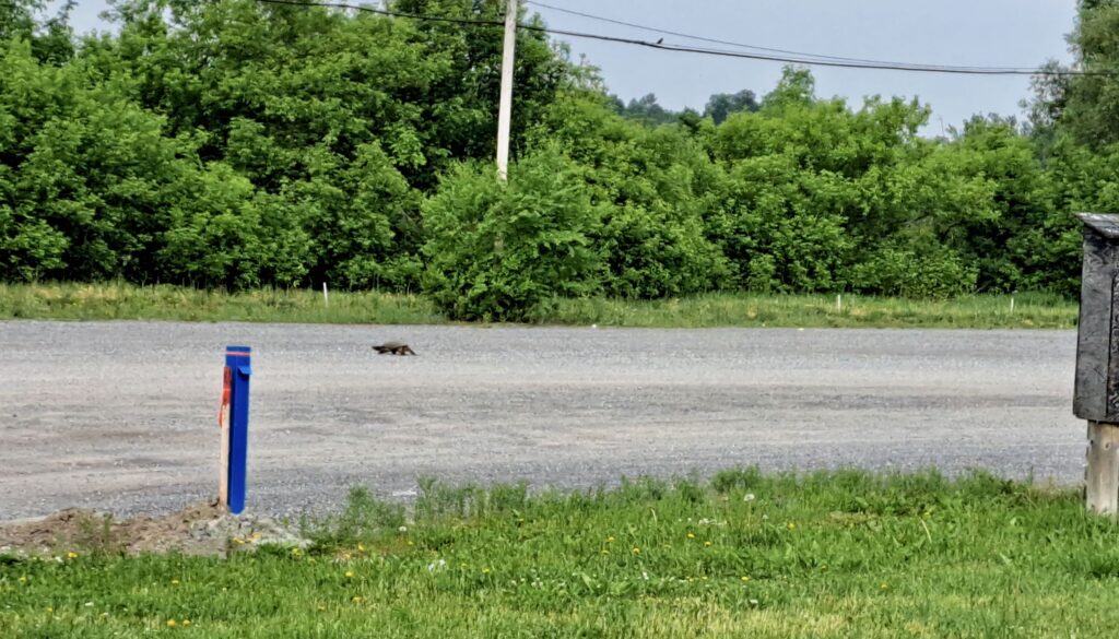 A Snapping turtle navigates the Karson parking lot beside the Carp River during nesting season.  1 June 2023.